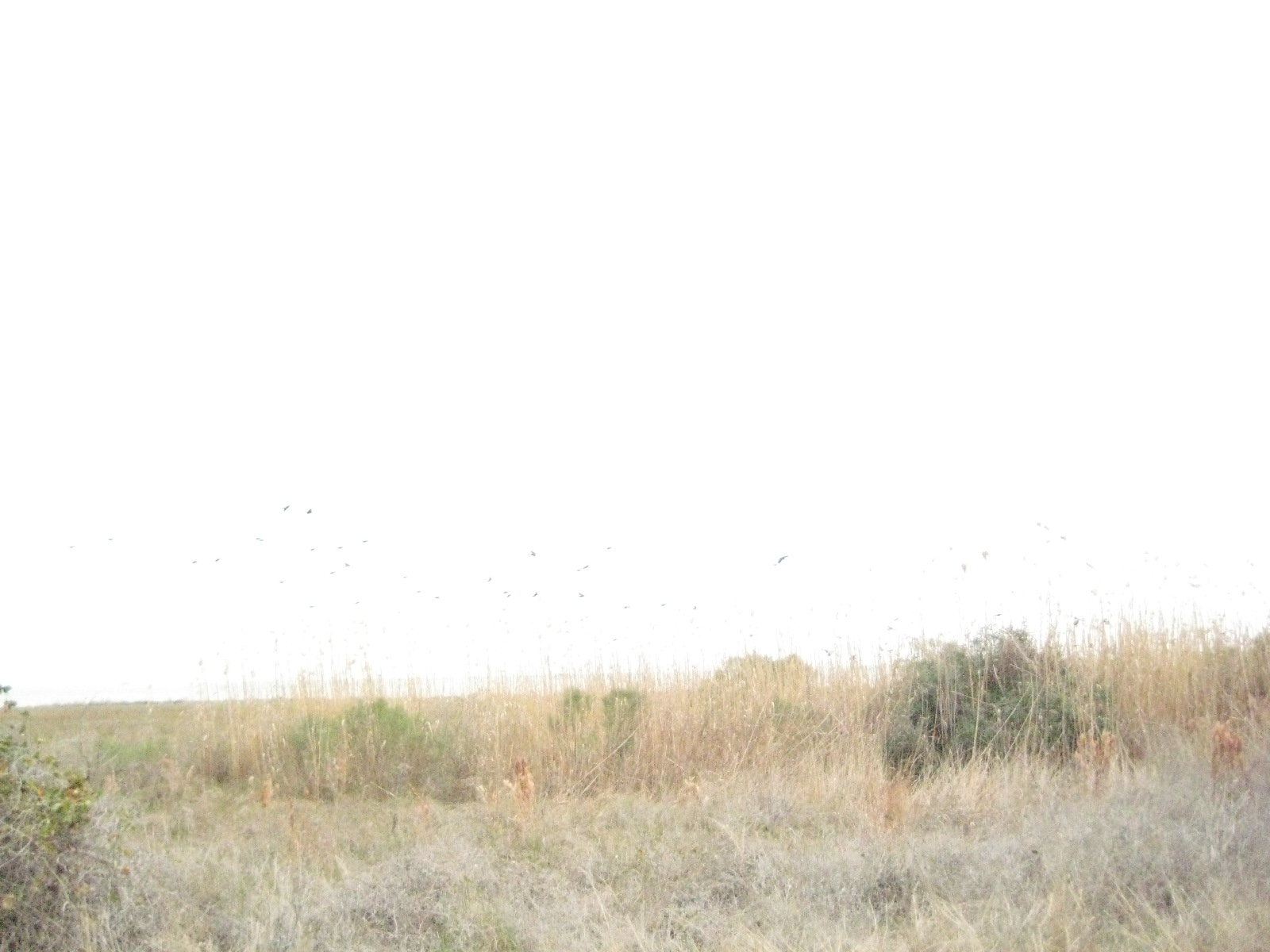 Birds!